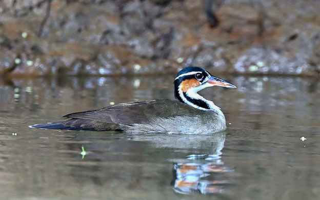 Costa Rica birding specials