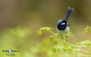 Tasmanian birding tours