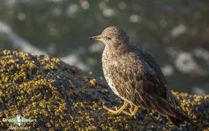 Oregon birding tours