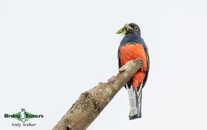 Northeast Argentina birding tour