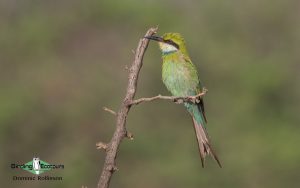 Custom-made Botswana birding tours