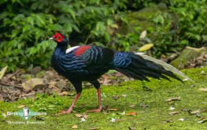 Taiwan birding tours