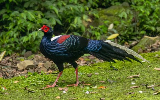 Taiwan birding tours