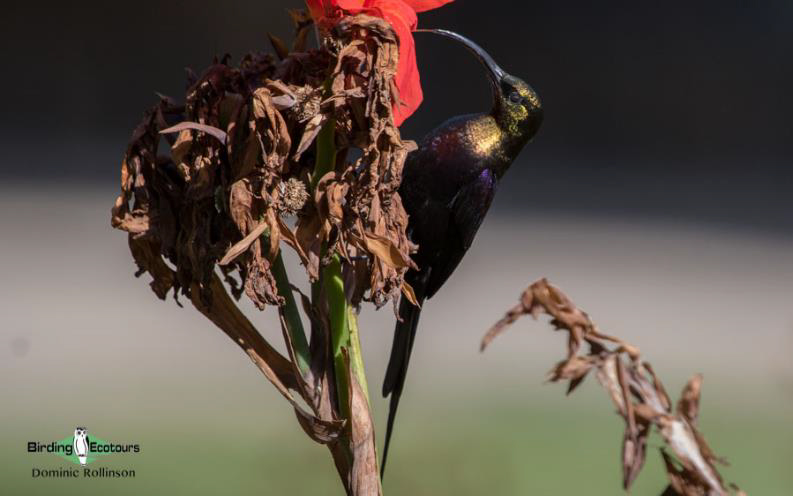 Kenya birding tours
