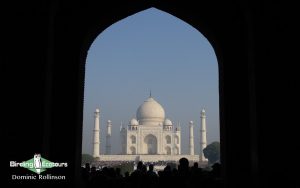 Northern India birding tour