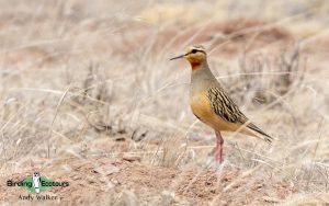 Northwest Argentina birding tour