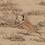 Morocco birding tours