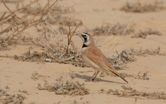 Morocco birding tours