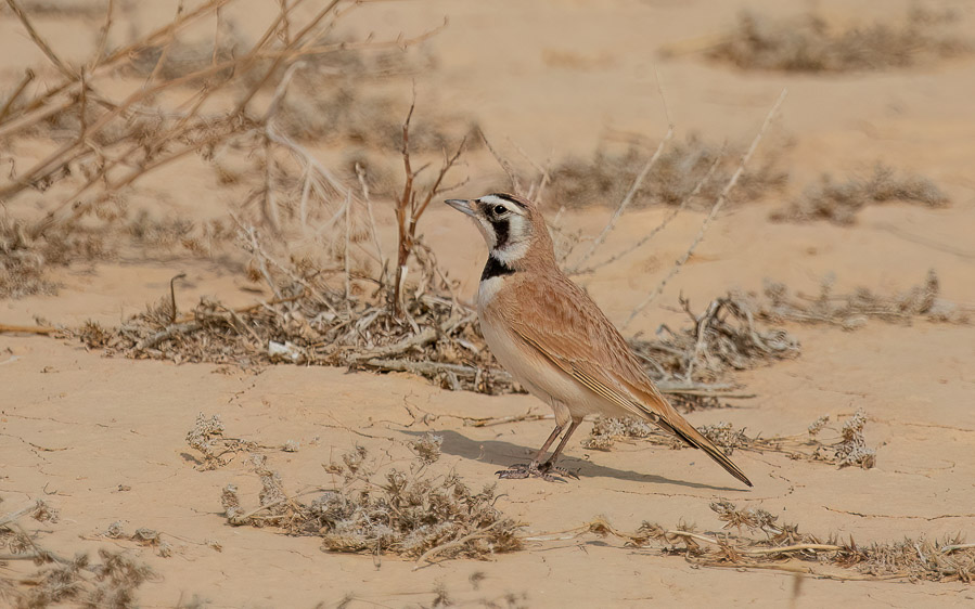 Morocco birding tours