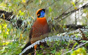 Sichuan birding tours