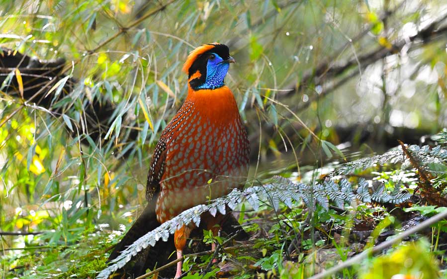 Sichuan birding tours