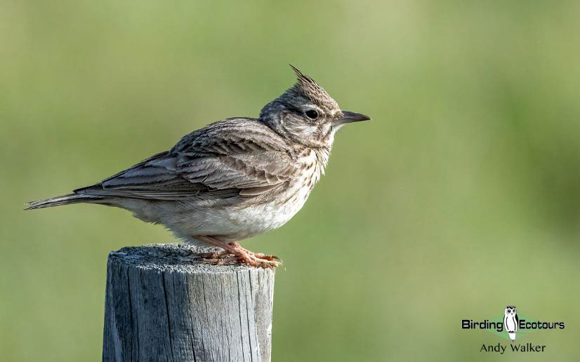 Andalusia birding tour