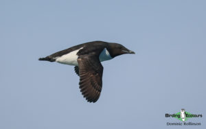 Svalbard birding cruise