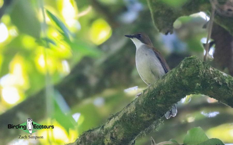Malawi Birding Tours