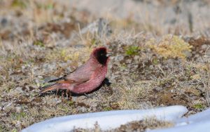 Quinghai birding tours