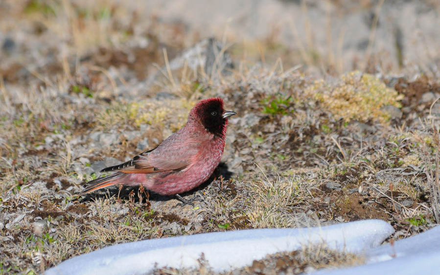 Quinghai birding tours