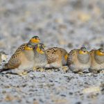 Quinghai birding tours