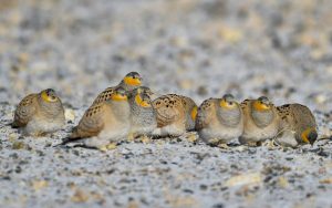 Quinghai birding tours
