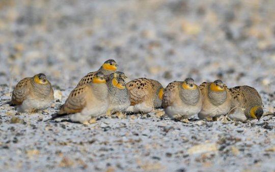 Quinghai birding tours