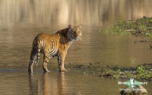 Northern India birding tour