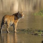 Northern India birding tour
