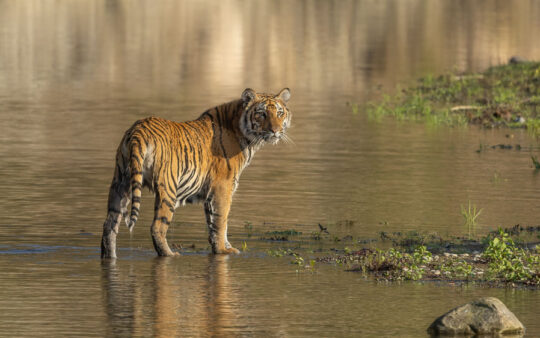 Northern India birding tour