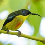 The Philippines birding tours