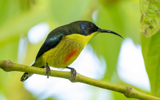 The Philippines birding tours