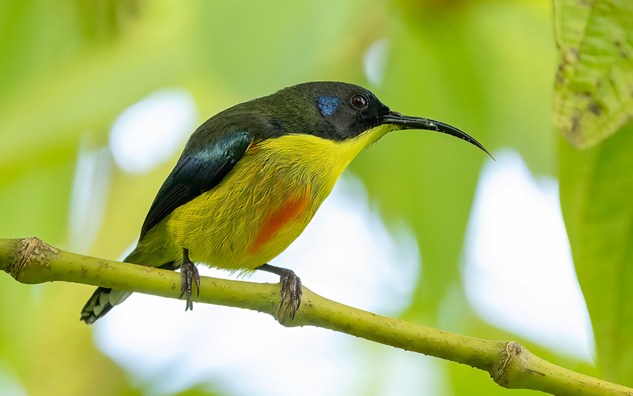 The Philippines birding tours