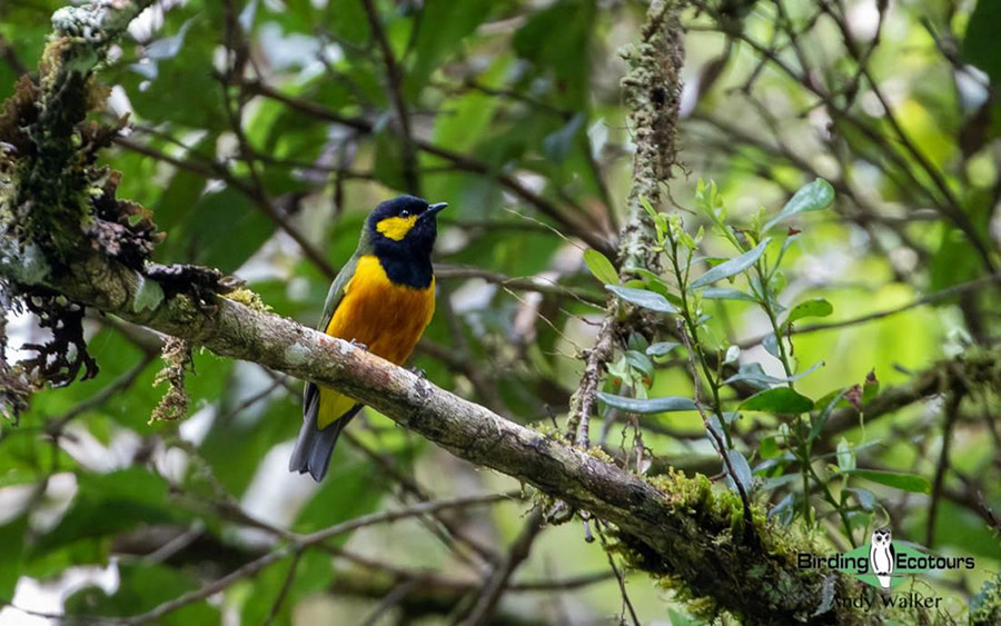 Papua New Guinea birding tours