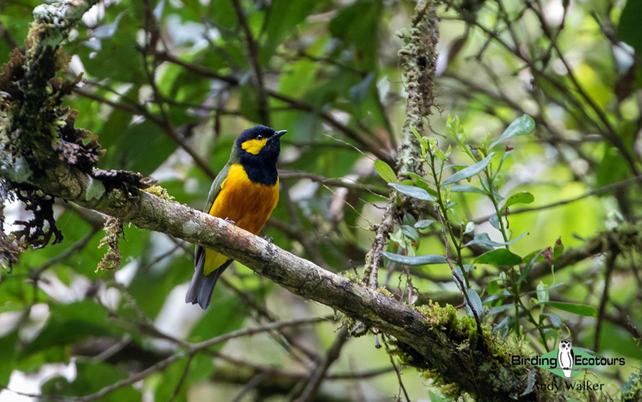 Papua New Guinea birding tours