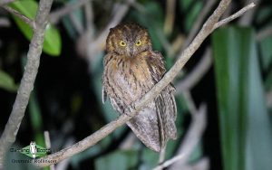 Berenty Reserve birding tour