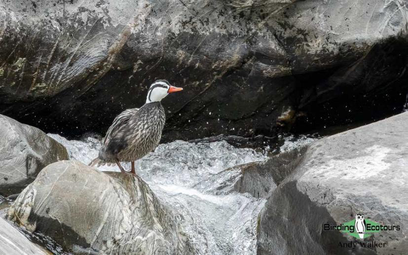 Northwest Argentina birding tour