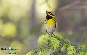 Alaska birding tours