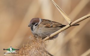 United Kingdom autumn birding tour