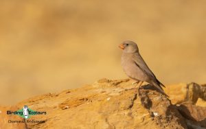 Morocco birding tours