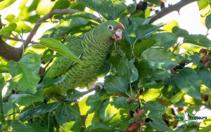 Northwest Argentina birding tour
