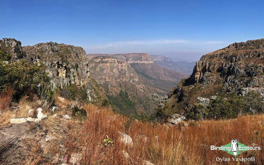 Angola birding tours