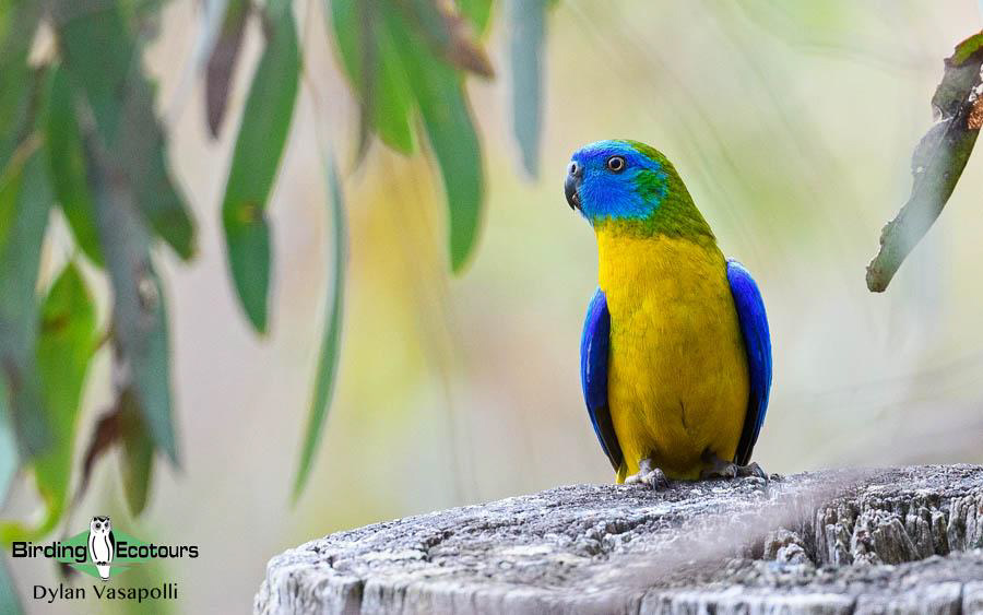 Outback birding tours