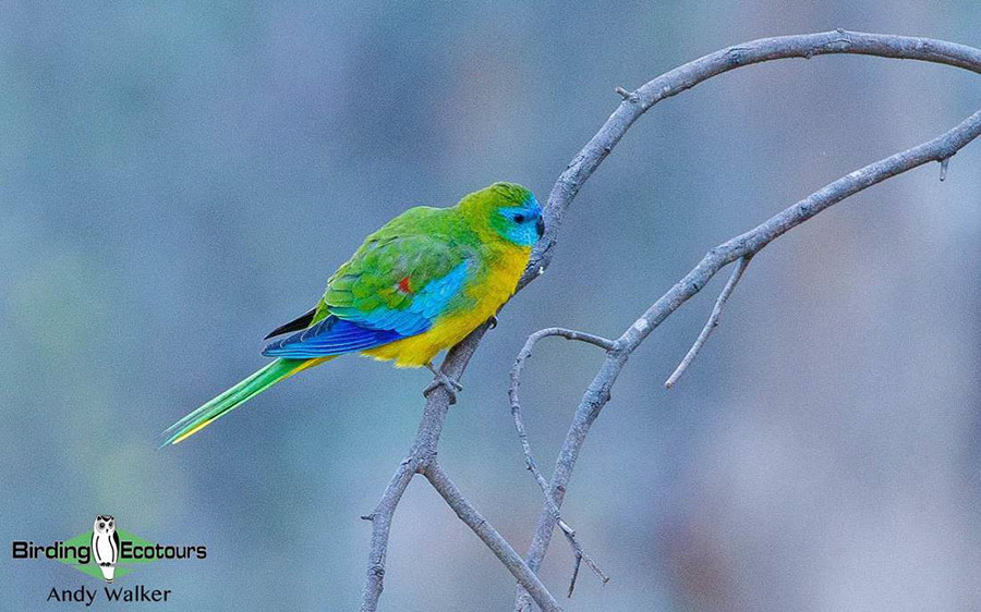 Outback birding tours