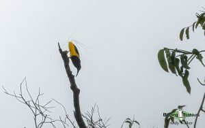 Papua New Guinea birding tours