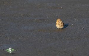 Baltic birding tour