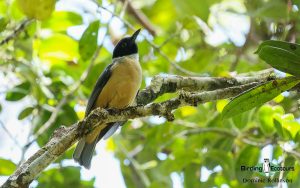 Masoala Peninsula birding tours