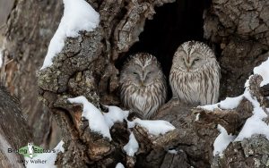 Japan Winter Birds