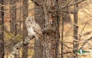 Mongolia birding tours