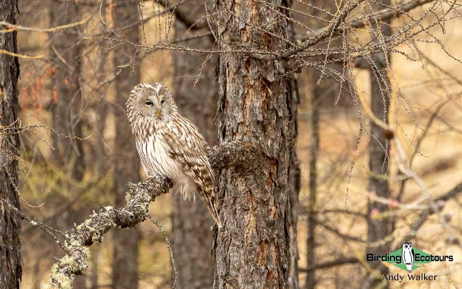 Mongolia birding tours