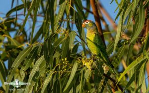 Northern Australia birding tours