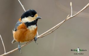 Japan Winter Birds