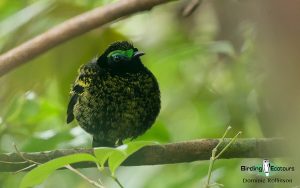 Complete Madagascar birding tour