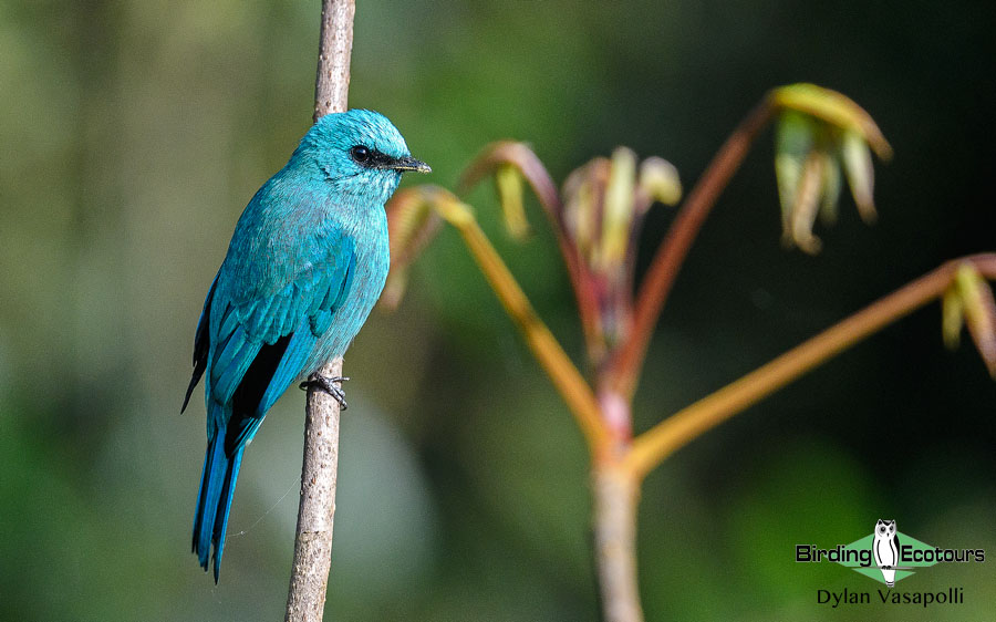 Himalayas birding tours